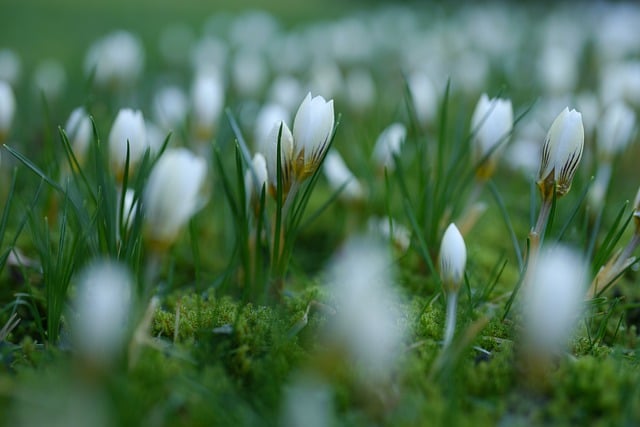 Free download flower crocuses early bloomer free picture to be edited with GIMP free online image editor