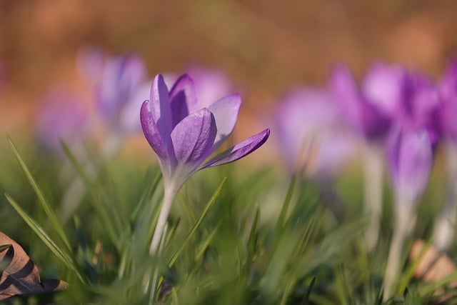 Free download flower crocuses petals free picture to be edited with GIMP free online image editor