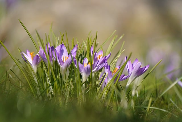 Free download flower crocus spring bloom blossom free picture to be edited with GIMP free online image editor