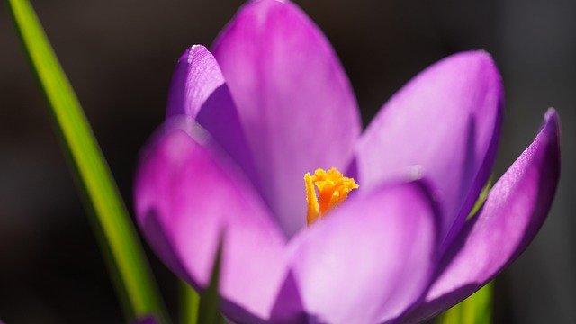 Free download flower crocus spring blossom bloom free picture to be edited with GIMP free online image editor