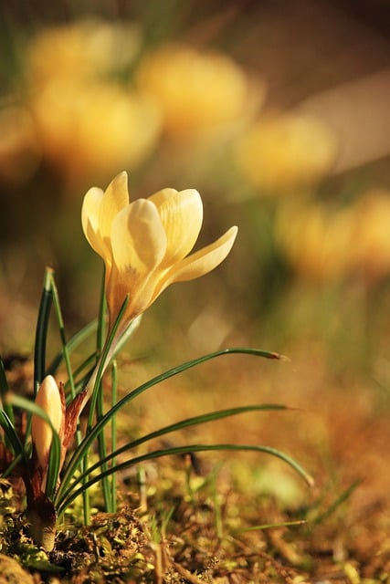 Free download flower crocus spring garden free picture to be edited with GIMP free online image editor