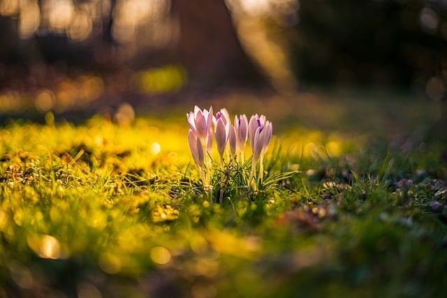 Free download flower crocus spring grass meadow free picture to be edited with GIMP free online image editor