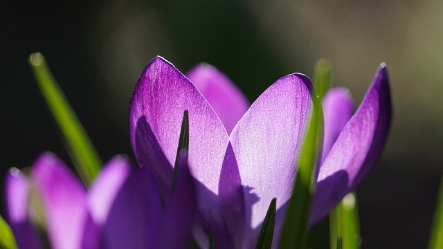 Free download flower crocus spring purple bloom free picture to be edited with GIMP free online image editor