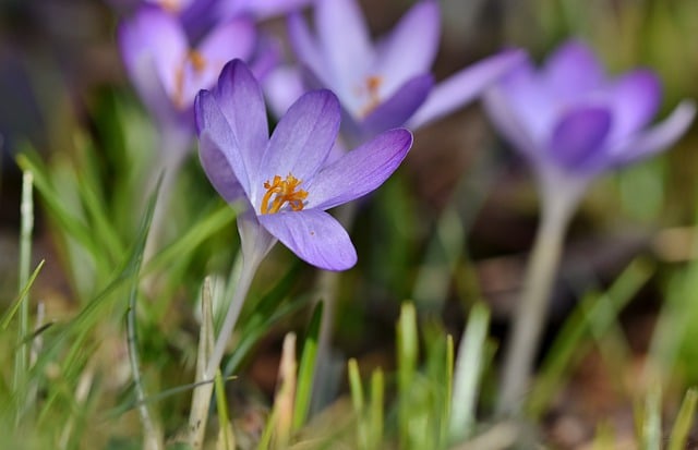 Free download flower crocus sword lily family free picture to be edited with GIMP free online image editor