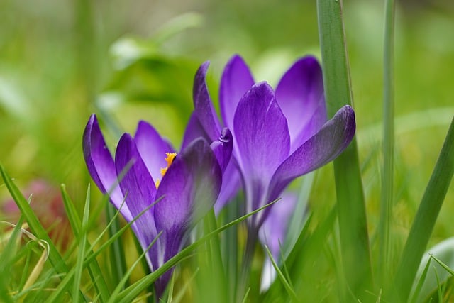 Free download flower crocus violet grass meadow free picture to be edited with GIMP free online image editor