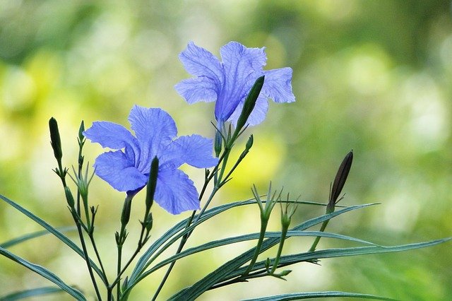 Free download flower cui lu li ruellia coerulea free picture to be edited with GIMP free online image editor