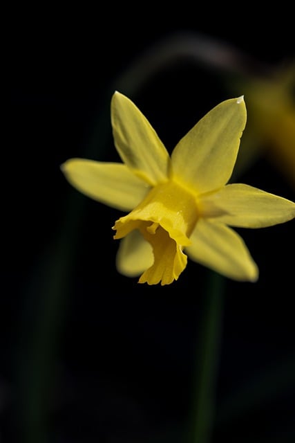 Free download flower daffodil blossom bloom free picture to be edited with GIMP free online image editor