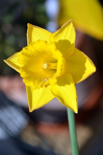 Free download flower daffodil blossom easter free picture to be edited with GIMP free online image editor