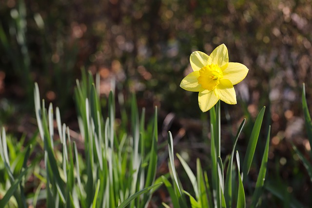 Free download flower daffodil narcissus spring free picture to be edited with GIMP free online image editor