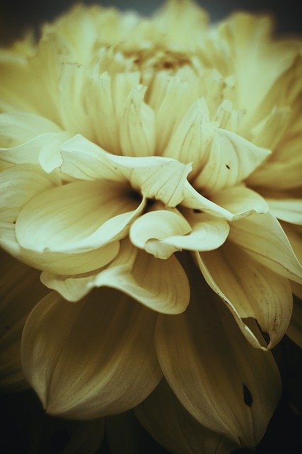 Free download Flower Dahlia Garden Petals -  free photo or picture to be edited with GIMP online image editor