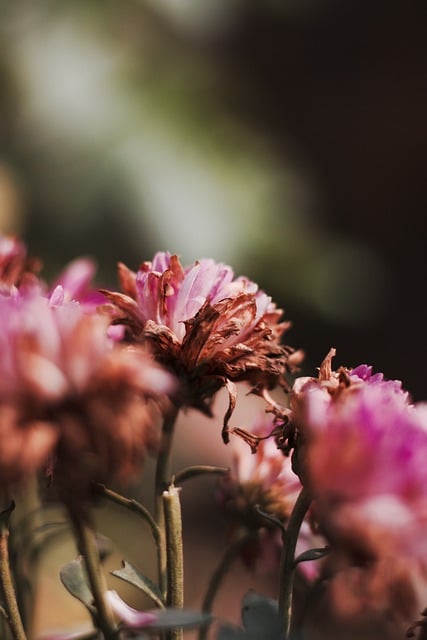 Free download flower dahlia petals macro free picture to be edited with GIMP free online image editor