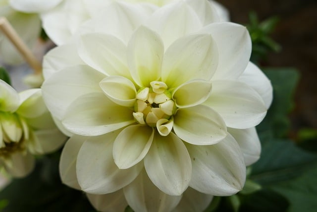 Free download flower dahlia plant blossom bloom free picture to be edited with GIMP free online image editor