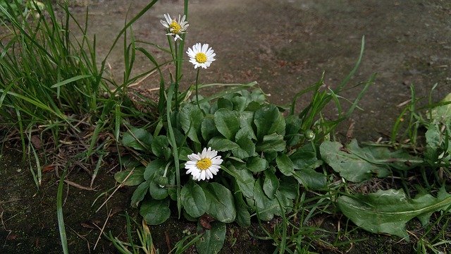 Free download Flower Daisy Daisies -  free photo or picture to be edited with GIMP online image editor