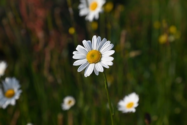 Free download flower daisy petals stamens flora free picture to be edited with GIMP free online image editor