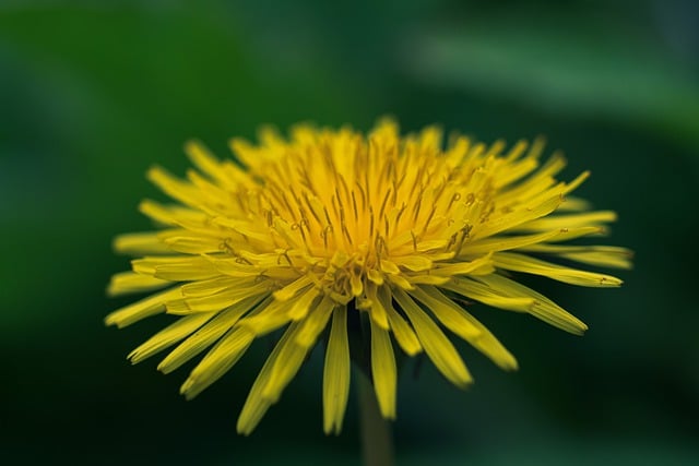 Free download flower dandelion bloom free picture to be edited with GIMP free online image editor