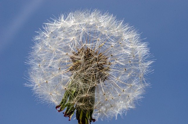 Free download Flower Dandelion Close -  free photo or picture to be edited with GIMP online image editor