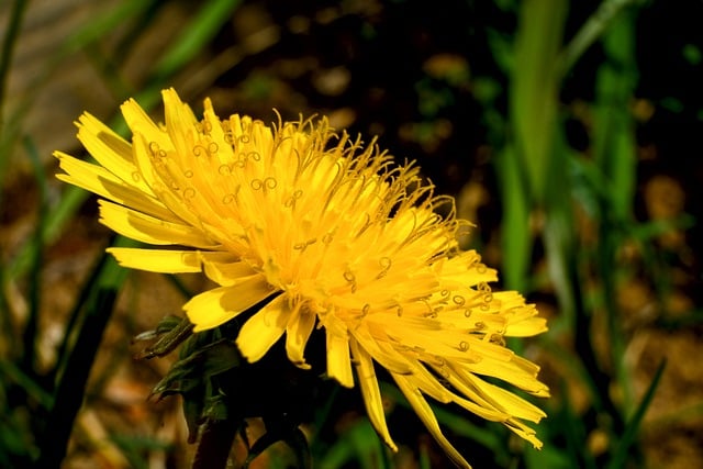 Free download flower dandelion nature spring free picture to be edited with GIMP free online image editor