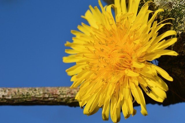 Free download Flower Dandelion Nature Yellow -  free photo or picture to be edited with GIMP online image editor