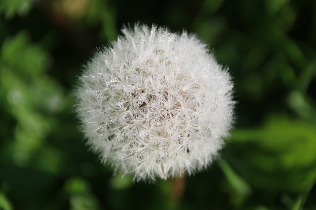 Free download flower dandelion seedhead spring free picture to be edited with GIMP free online image editor