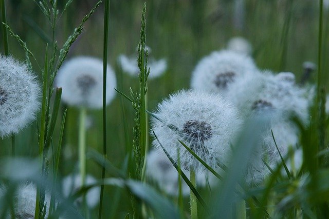 Free download flower dandelion seeds fruit stand free picture to be edited with GIMP free online image editor