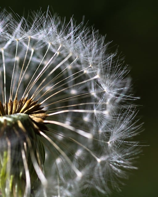 Free download flower dandelion seeds macro free picture to be edited with GIMP free online image editor