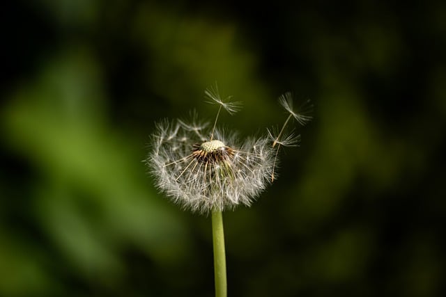 Free download flower dandelion taraxacum plant free picture to be edited with GIMP free online image editor