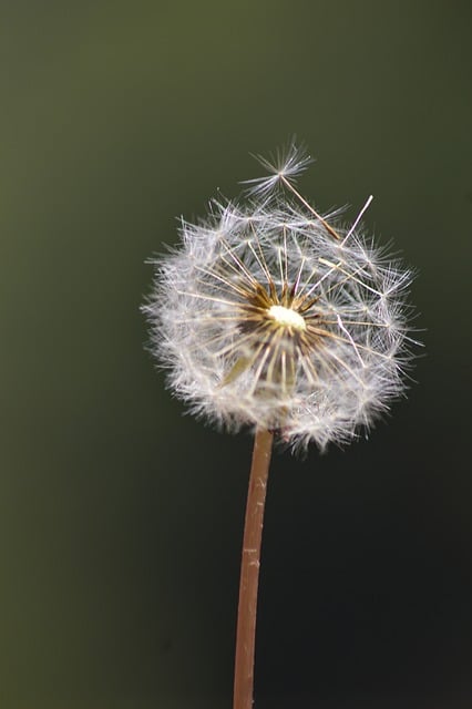 Free download flower dandelion wildflower nature free picture to be edited with GIMP free online image editor