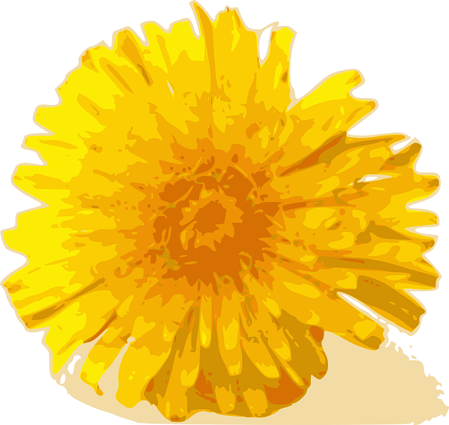 Free download Flower Dandelion Yellow - Free vector graphic on Pixabay free illustration to be edited with GIMP free online image editor