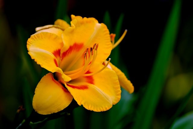 Free download flower daylily botany bloom free picture to be edited with GIMP free online image editor