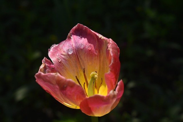 Free download flower dewdrops tulip plant garden free picture to be edited with GIMP free online image editor