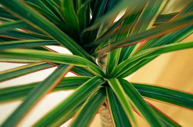 Free download Flower Dracaena Foliage -  free photo or picture to be edited with GIMP online image editor