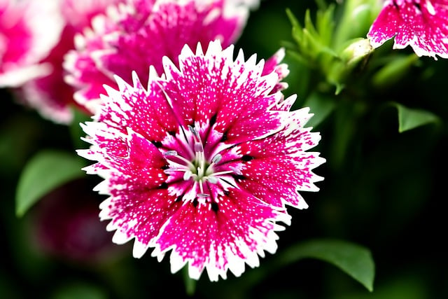 Free download flower dyanthus flora nature pink free picture to be edited with GIMP free online image editor