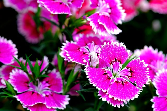 Free download flower dyanthus flora pink nature free picture to be edited with GIMP free online image editor