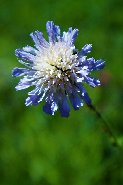 Free download Flower Field Scabious Nature Close -  free photo or picture to be edited with GIMP online image editor