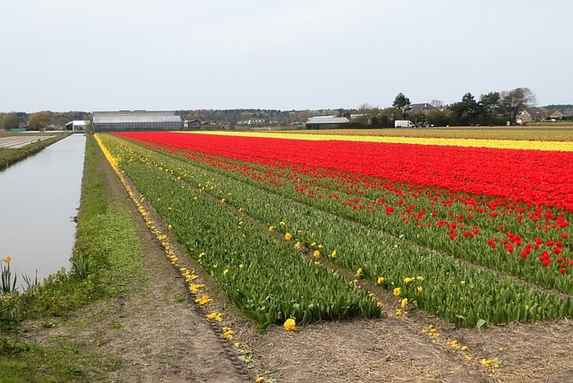 Free download flower fields flower bulbs tulips free picture to be edited with GIMP free online image editor