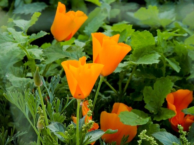 Free download Flower Flora California Poppy -  free photo or picture to be edited with GIMP online image editor