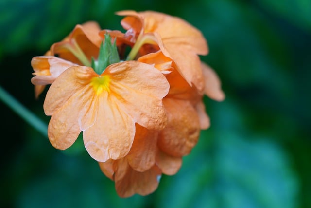 Free download flower flora nature orange botany free picture to be edited with GIMP free online image editor