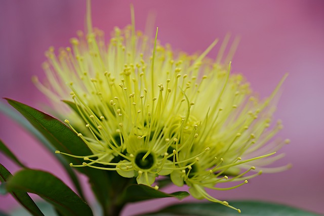 Free download flower flora pistil yellow free picture to be edited with GIMP free online image editor