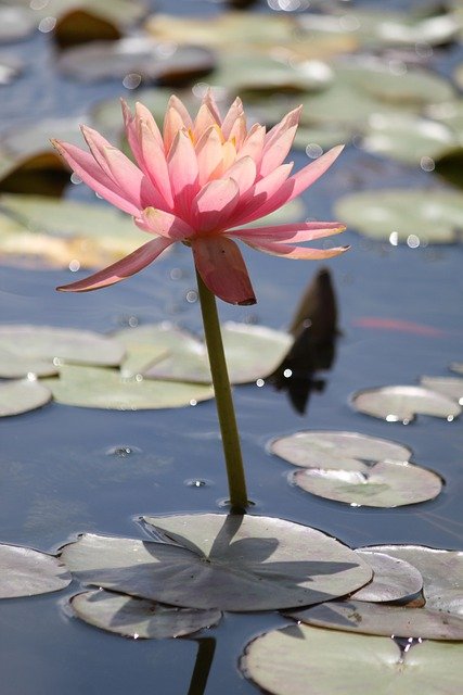 Free download flower flora pond lily bloom free picture to be edited with GIMP free online image editor