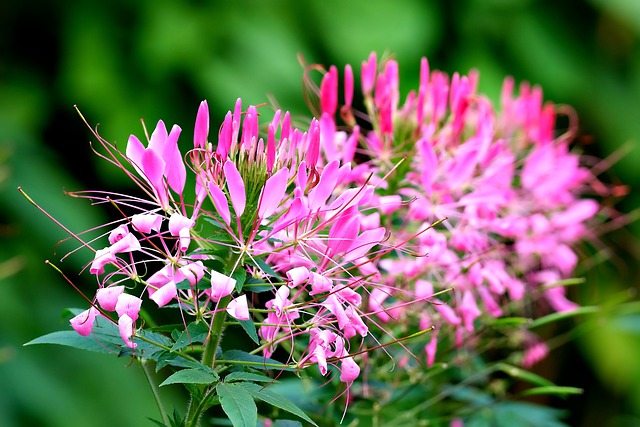 Free download flower flora tiny pink nature free picture to be edited with GIMP free online image editor