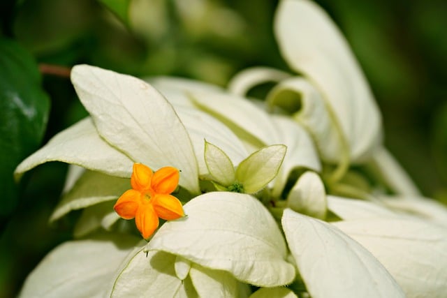 Free download flower flora white nature botany free picture to be edited with GIMP free online image editor