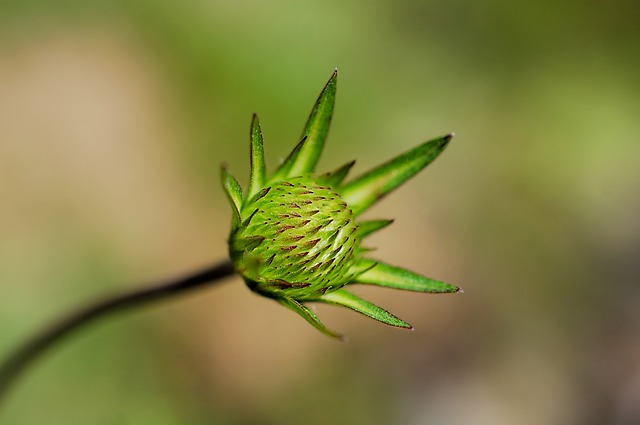 Free download flower flowering botany growth free picture to be edited with GIMP free online image editor