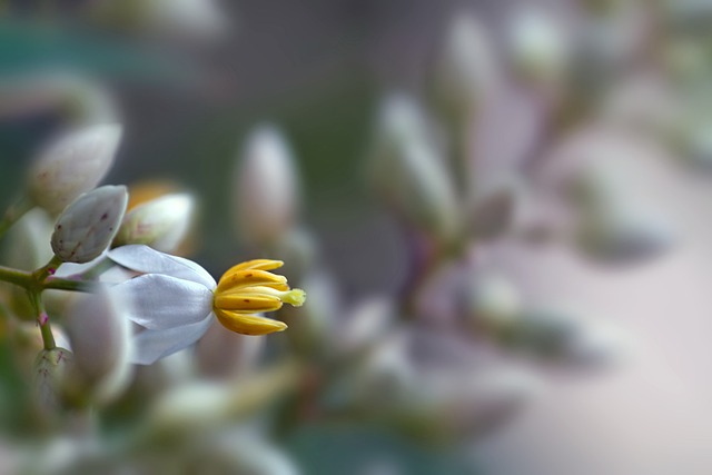 Free download flower flower nandina bamboo sacred free picture to be edited with GIMP free online image editor