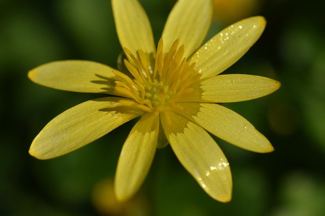 Free download Flower Flowers Buttercup -  free photo or picture to be edited with GIMP online image editor