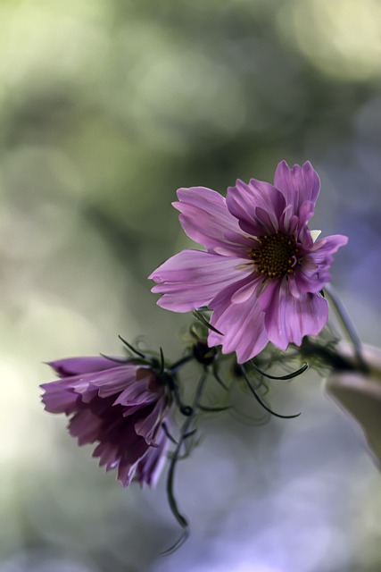 Free download flower flowers cosmos bokeh garden free picture to be edited with GIMP free online image editor