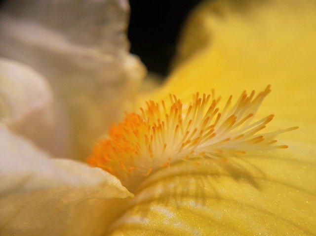 flower-flowers-pistil