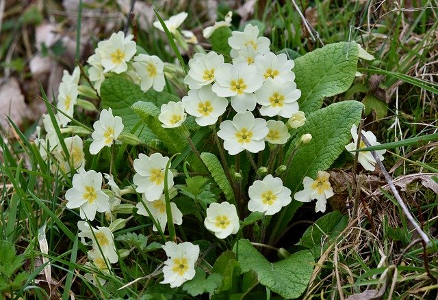 Free download Flower Flowers Primroses -  free photo or picture to be edited with GIMP online image editor