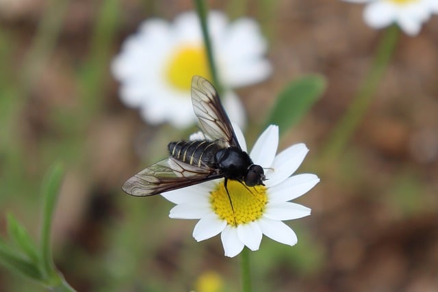 Free download flower fly daisy insect spring free picture to be edited with GIMP free online image editor