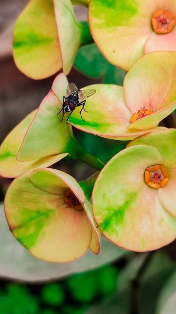 Free download flower fly insect wings free picture to be edited with GIMP free online image editor