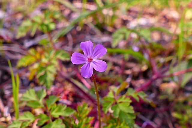 Free download Flower Forest Nature -  free photo or picture to be edited with GIMP online image editor